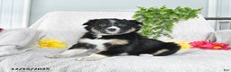 Border Collie dogs for sale: Lassie - Ad 3