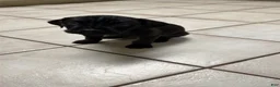 Cane Corso dogs for sale: Pocahontas  - Ad 5