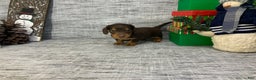 Miniature Dachshund dogs for sale: Nick - Ad 3