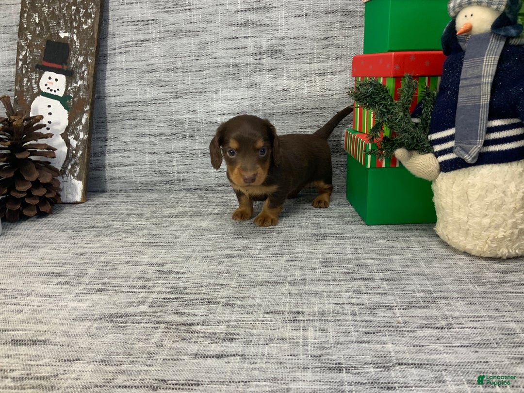 Miniature Dachshund dogs for sale: Nick - Ad 3