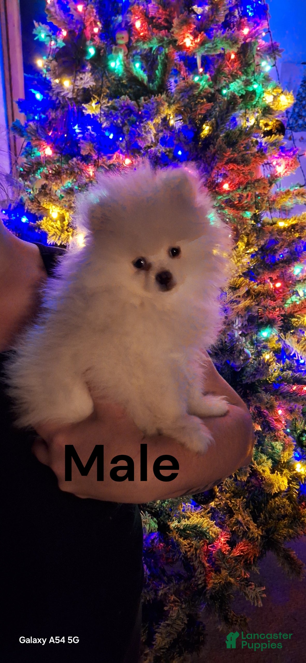 Pomeranian dogs Pomeranian Puppy 1 - Ad 27