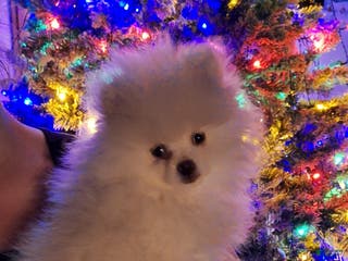 Pomeranian dogs Pomeranian Puppy 1 - Ad 19