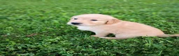 Golden Retriever dogs for sale: Golden Retriever 4 - Ad 7