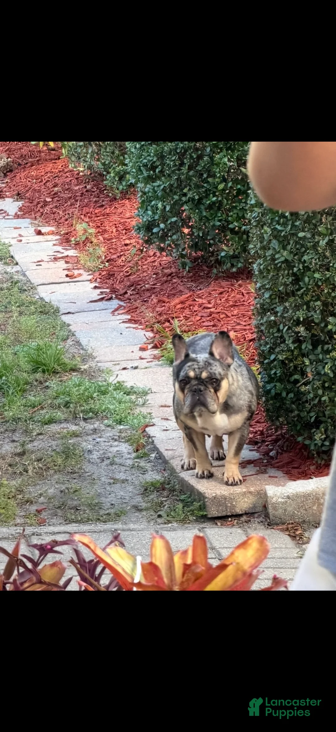 French Bulldog dogs for sale: Princess - Ad 6