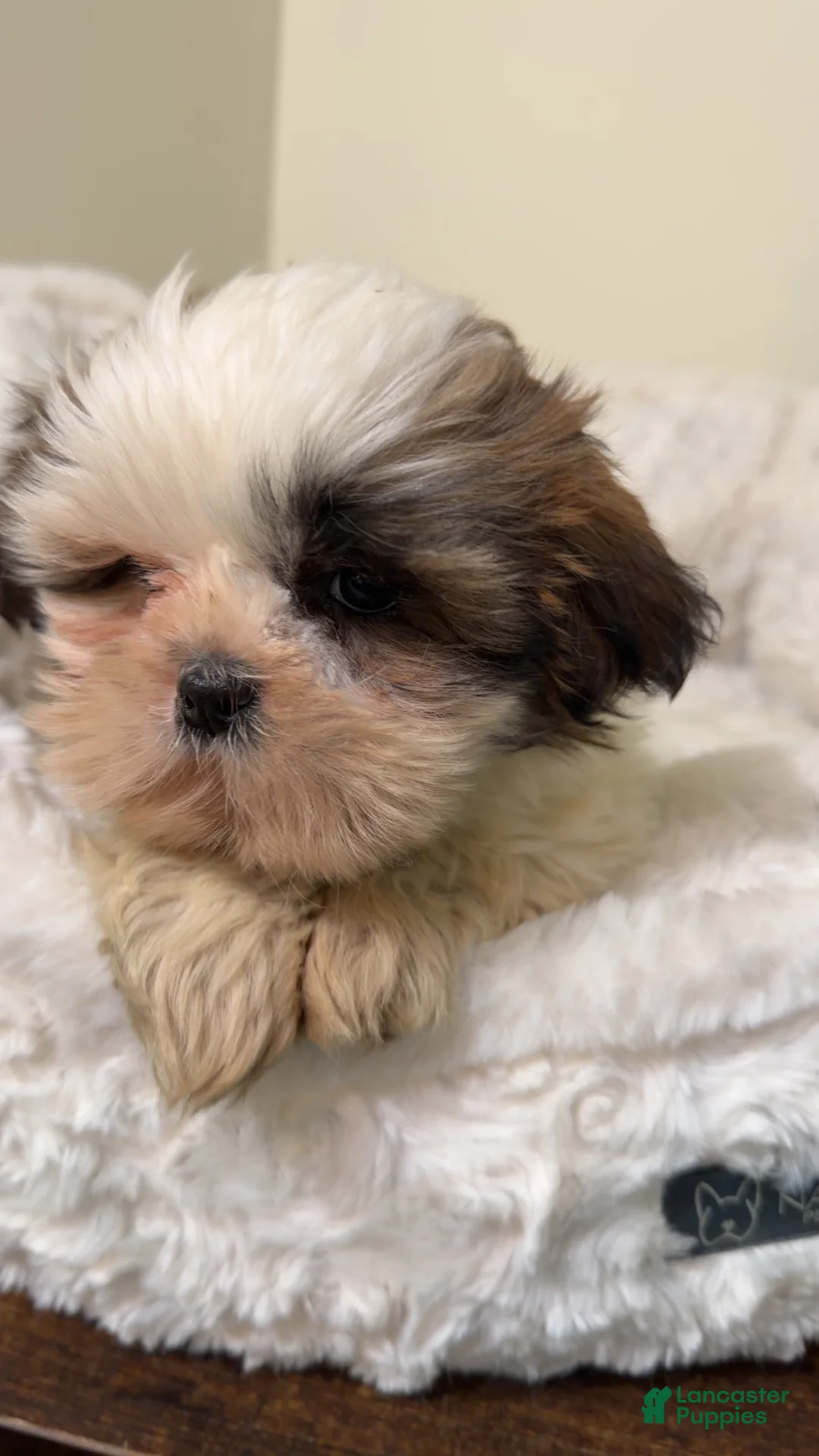 Shih Tzu dogs for sale: Jellybean  - Ad 5