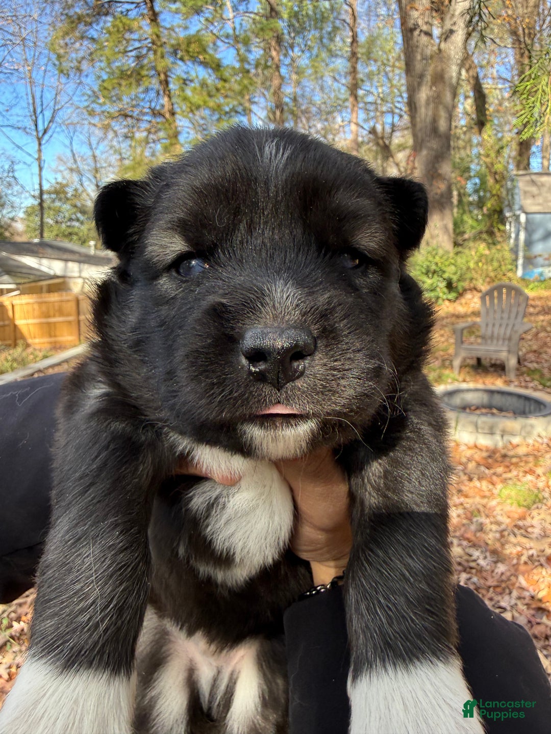 Siberian Husky dogs for sale: Dark - Ad 8