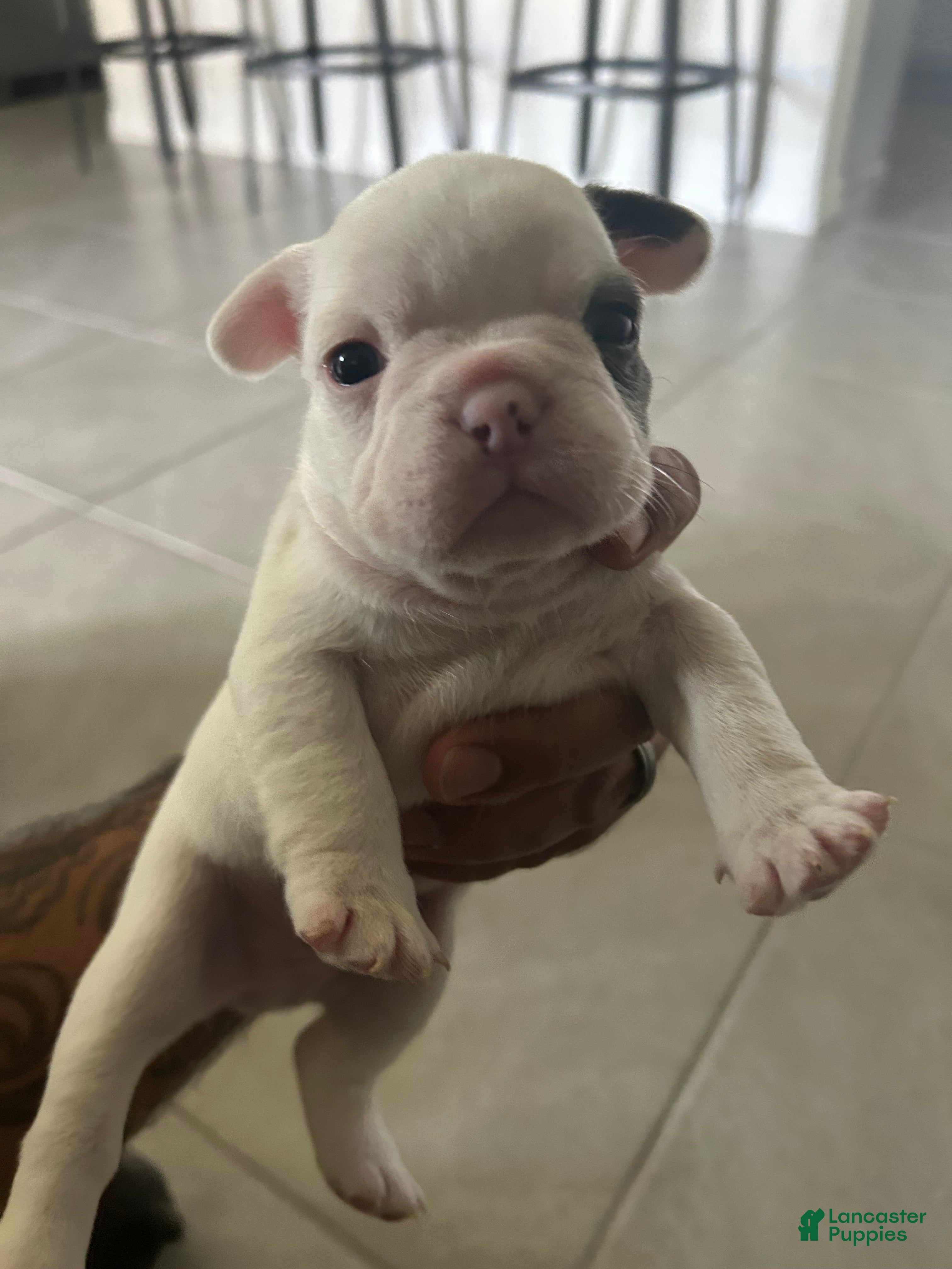 French Bulldog dogs Snow  - Ad 1