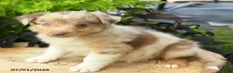 Australian Shepherd dogs for sale: Pearl - Ad 3