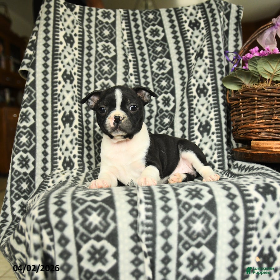 Boston Terrier dogs Hillary - Ad 2