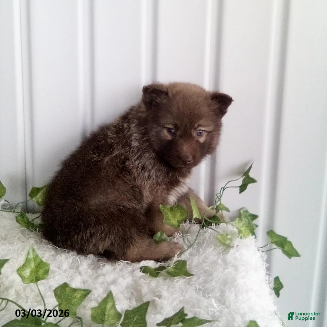 Pomsky dogs for sale: Mia  - Ad 1