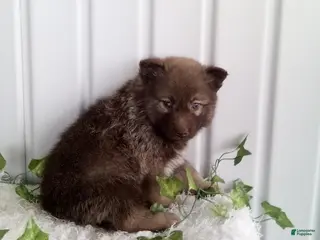 Pomsky dogs for sale: Mia - Ad 1