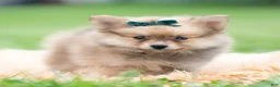 Pomeranian dogs for sale: Hudson - Ad 3