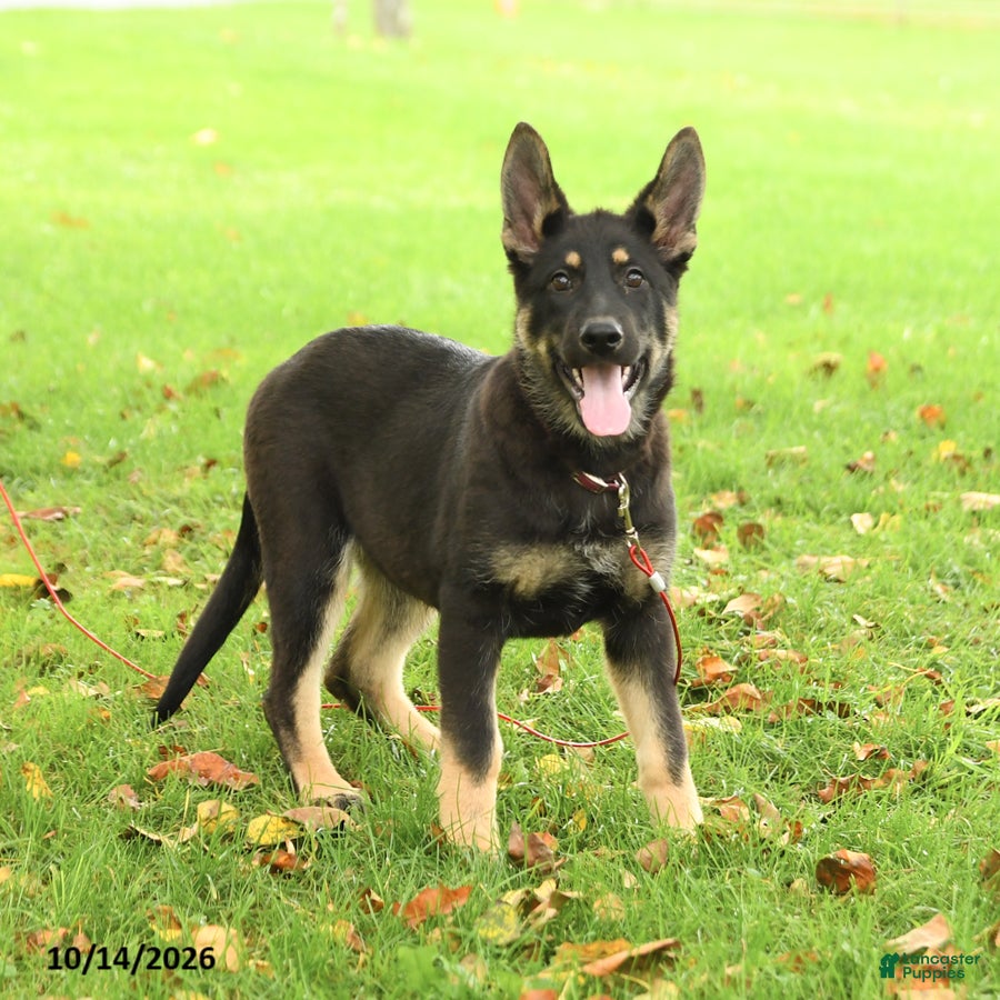 German Shepherd dogs Montana - Ad 1