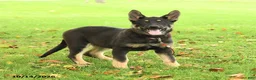 German Shepherd dogs for sale: Montana - Ad 1