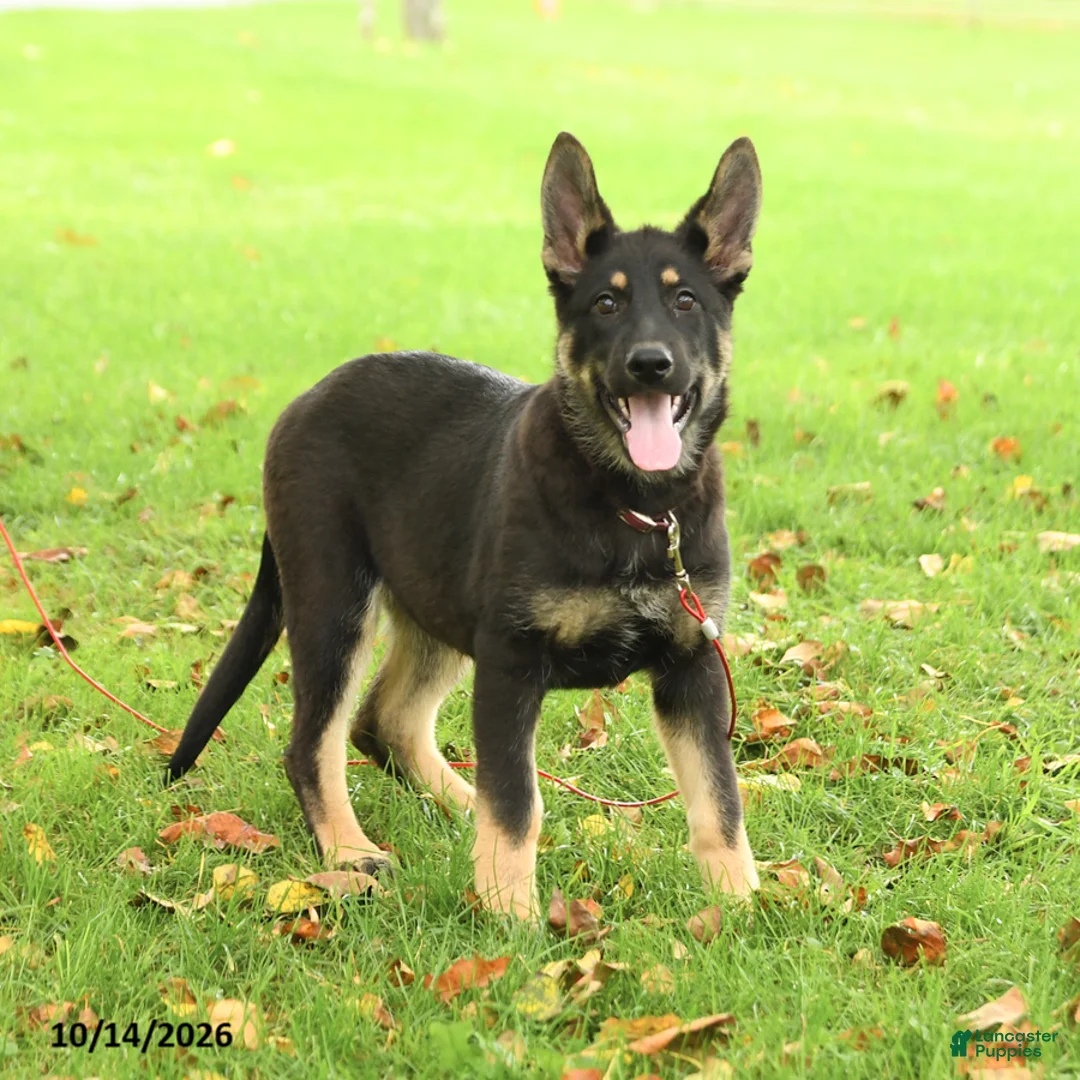German Shepherd dogs for sale: Montana - Ad 1