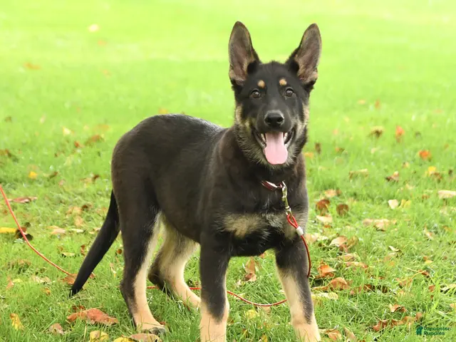 German Shepherd dogs Montana - Ad 1