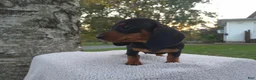 Miniature Dachshund dogs for sale: Remy  - Ad 28
