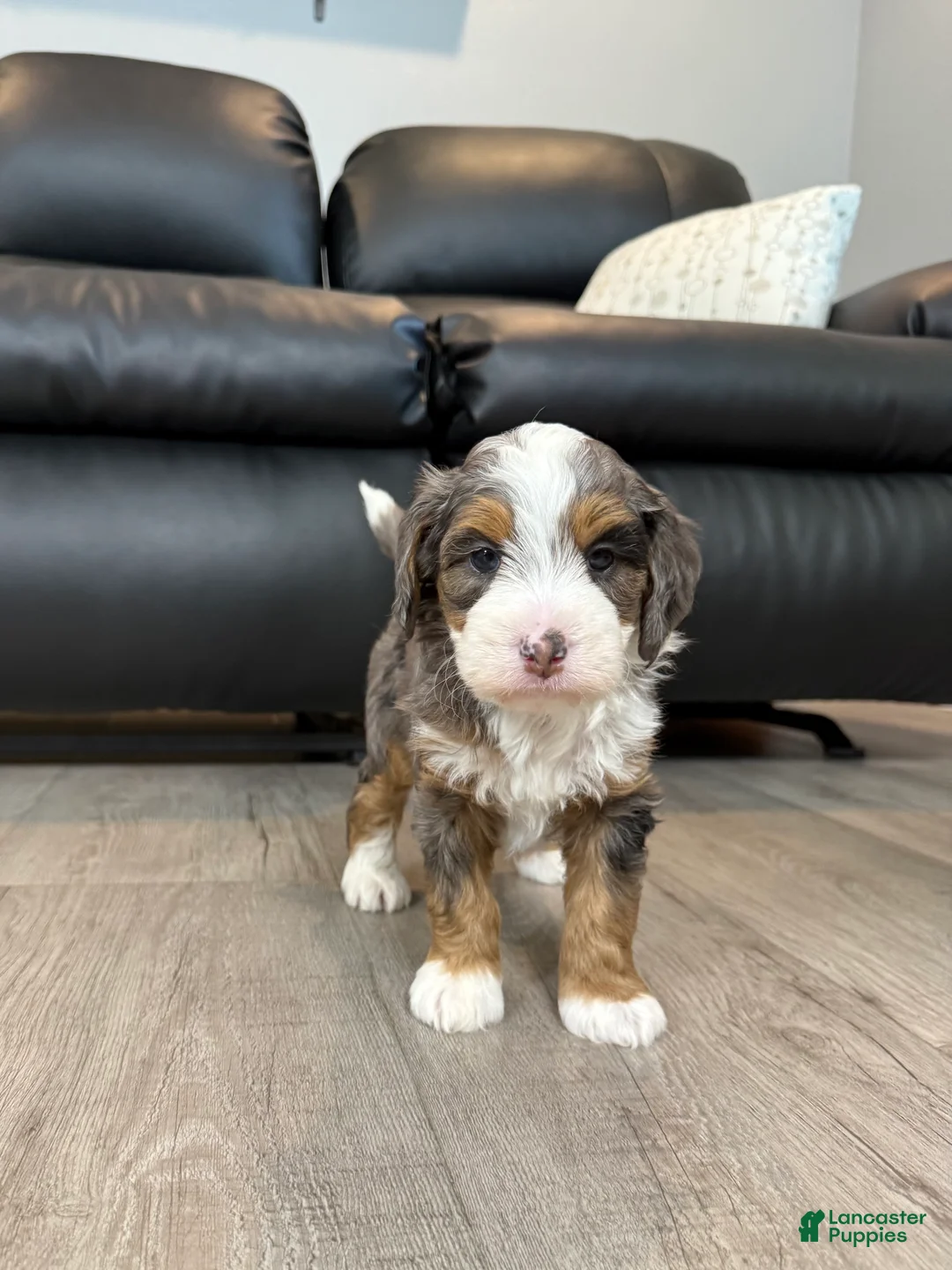 Mini Bernedoodle dogs for sale: Ace ❤️ - Ad 1