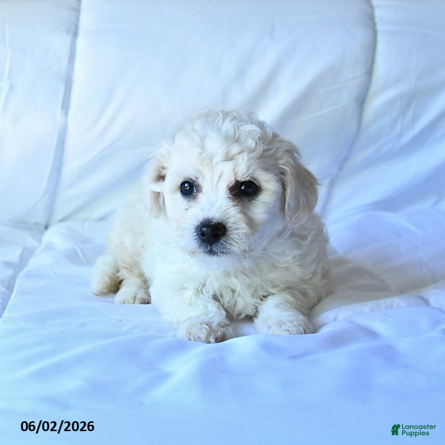 Bichon Frise dogs for sale: Ace - Ad 3