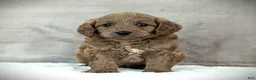 Cavapoo dogs for sale: Buddy - Ad 4