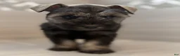 Miniature Schnauzer dogs for sale: Jessie - Ad 6