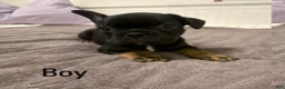 French Bulldog dogs for sale: Black and White Male - Ad 4