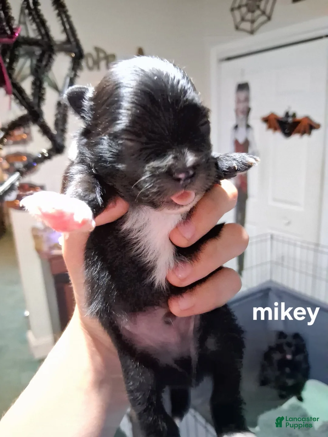 Pomeranian dogs for sale: Mikey - Ad 2