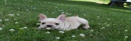French Bulldog dogs for sale: Sarge  - Ad 2