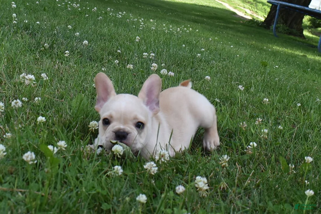 French Bulldog dogs for sale: Sarge  - Ad 2
