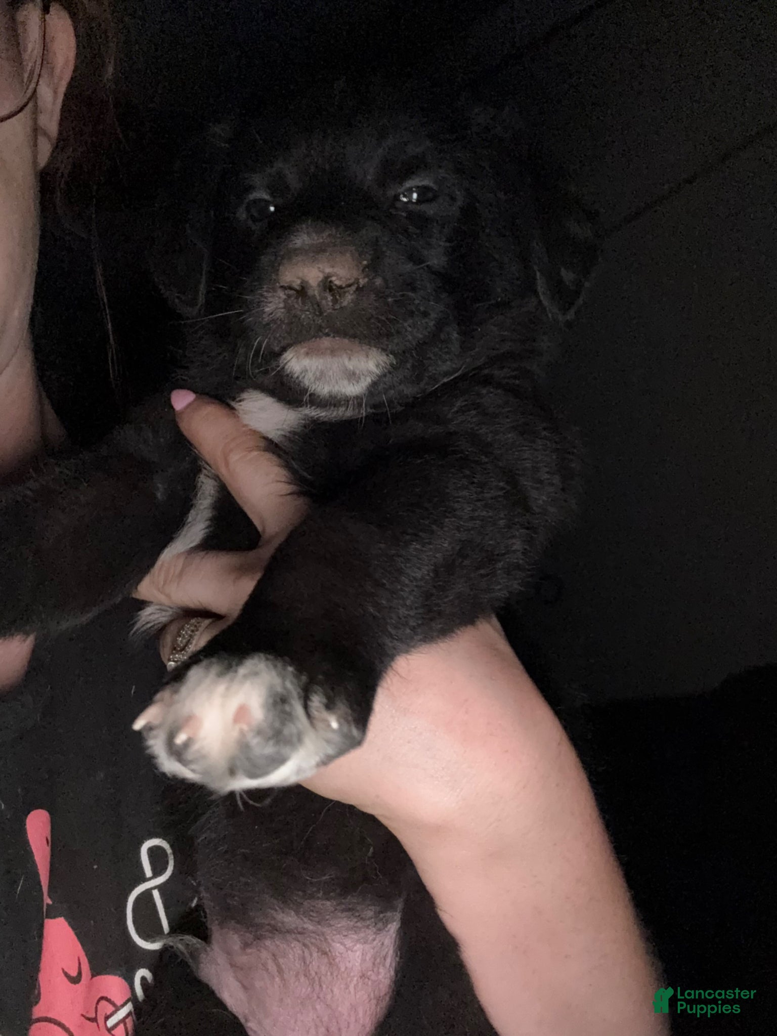 Mixed Breed dogs Mixed Breed Puppy 4 - Ad 9