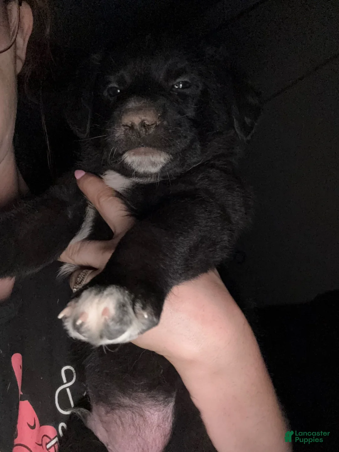 Mixed Breed dogs for sale: Mixed Breed Puppy 4 - Ad 1