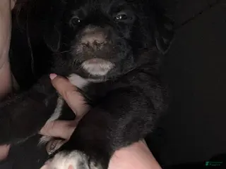 Mixed Breed dogs Mixed Breed Puppy 4 - Ad 9