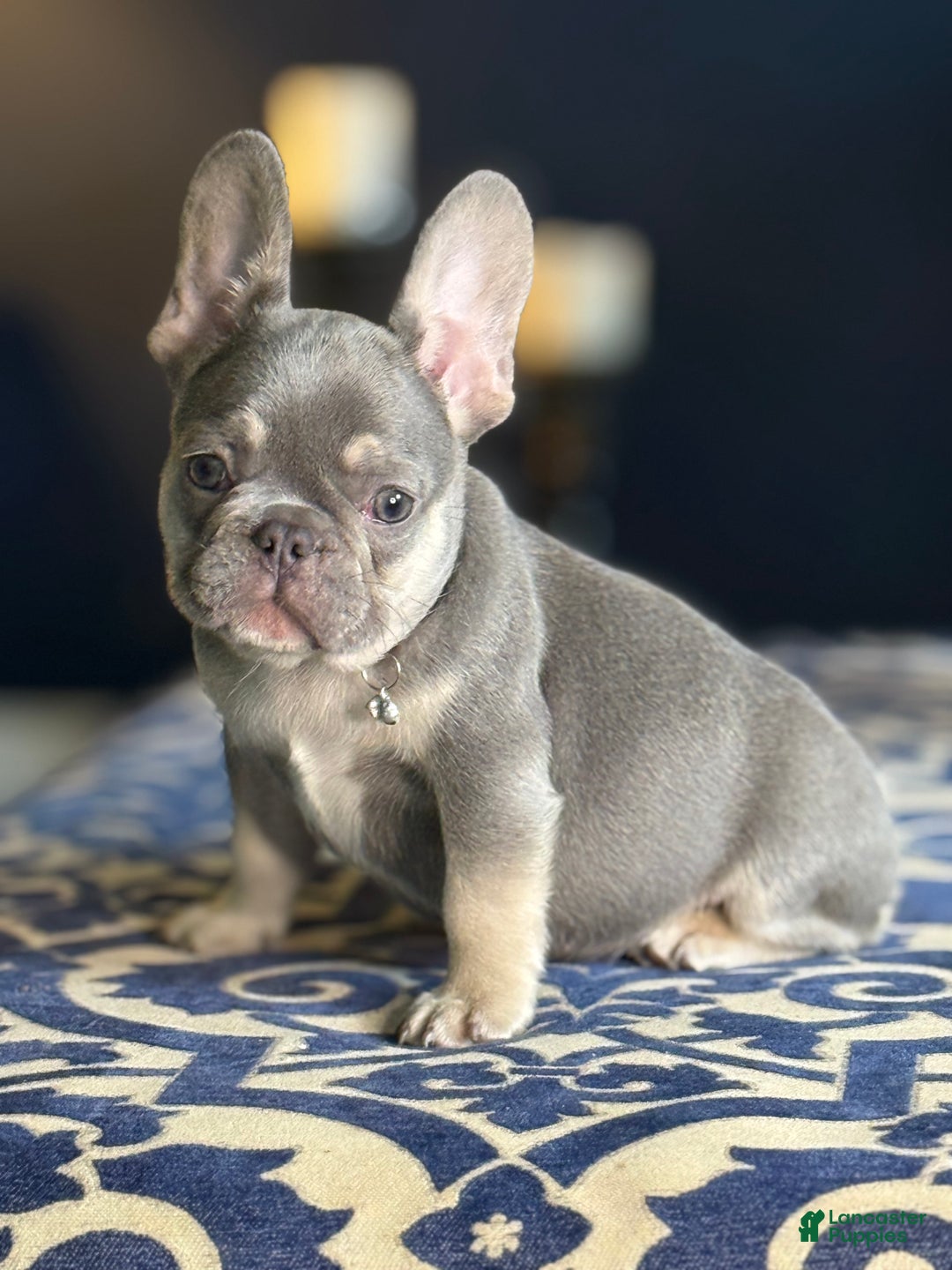 French Bulldog dogs for sale: Nipster - Ad 3