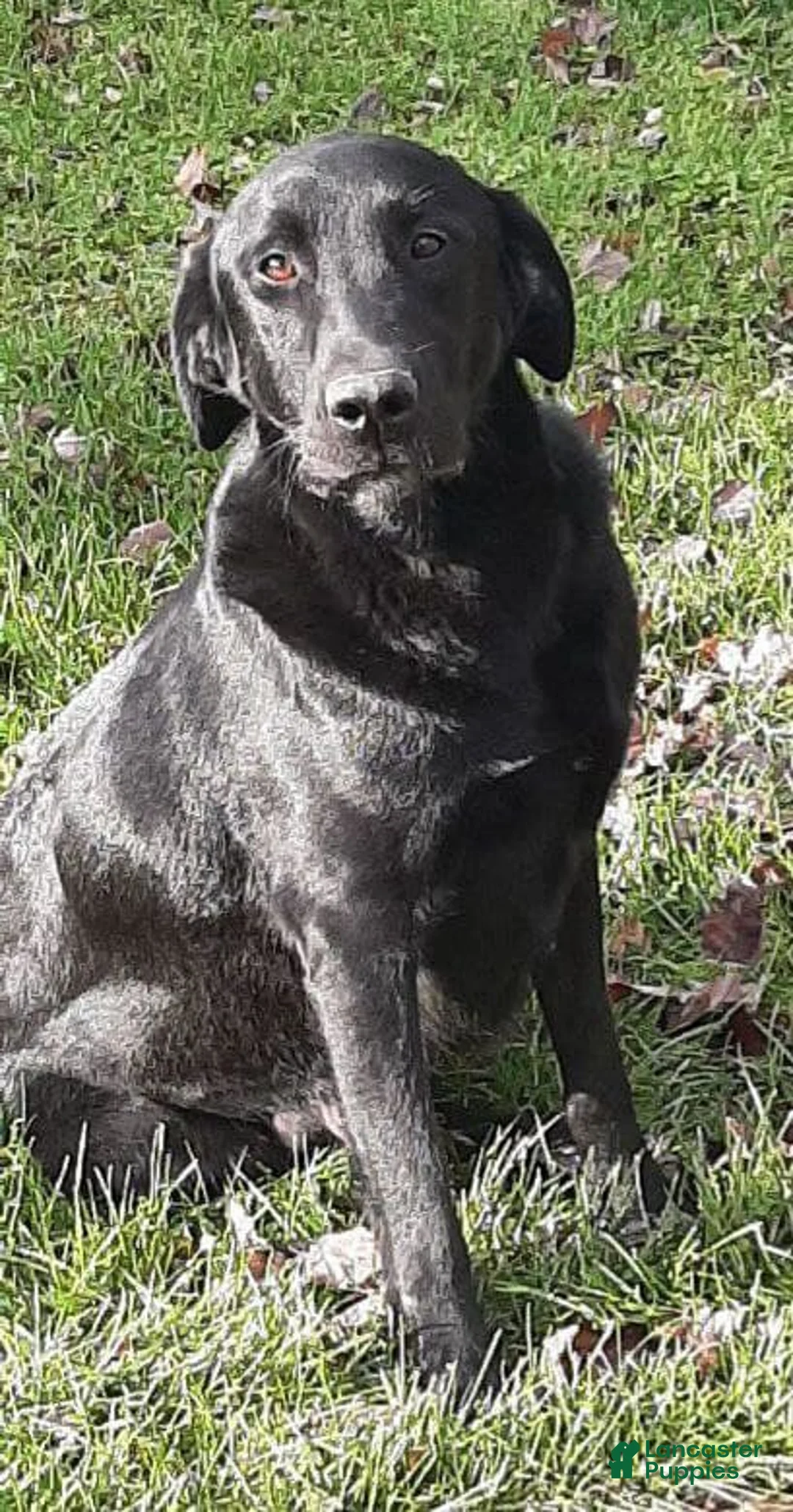 Labrador Retriever dogs for sale: Pumpkin Labrador Retriever Puppy  - Ad 14