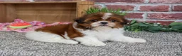 Shih Tzu dogs for sale: Marigold - Ad 3