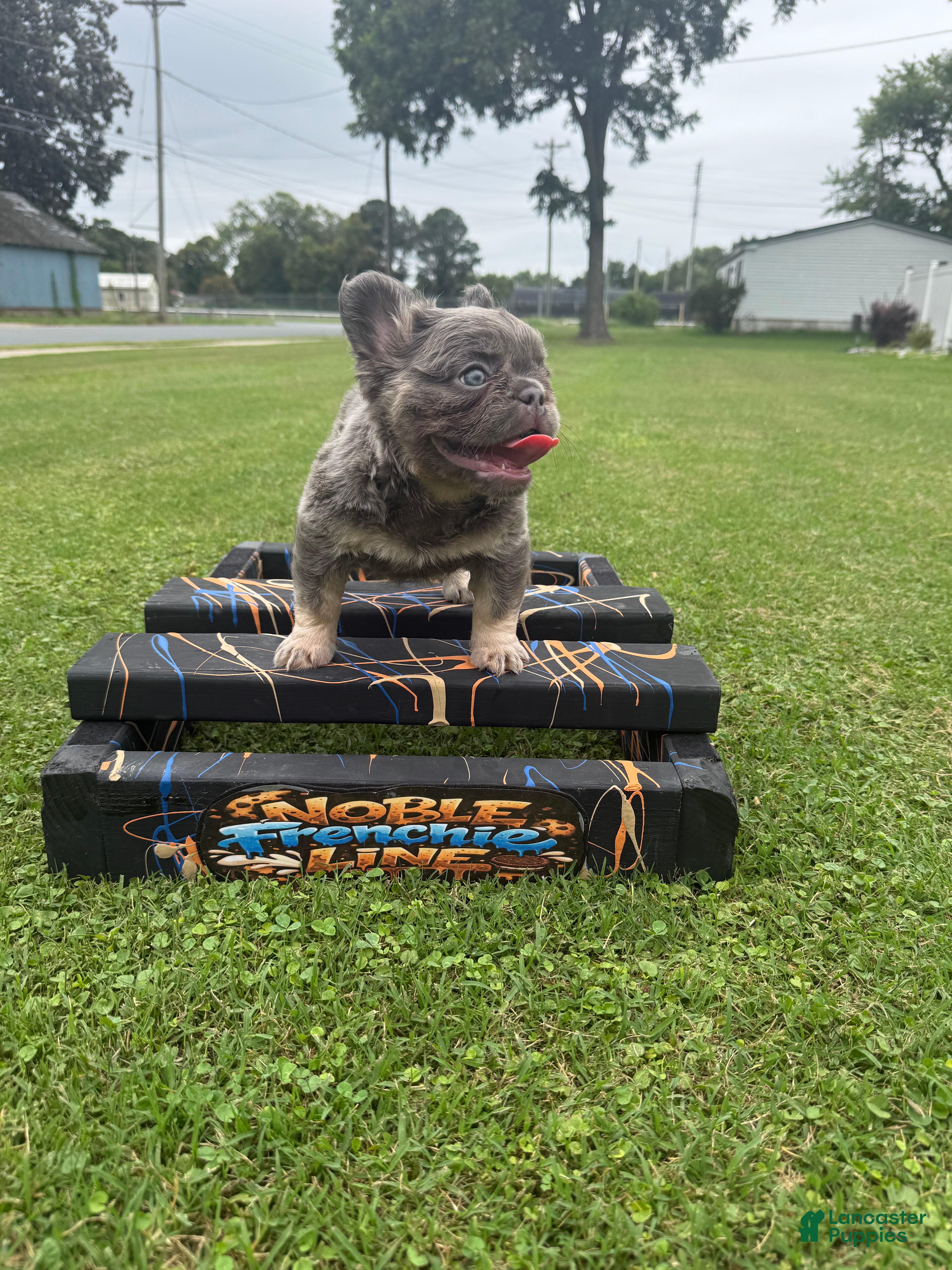 French Bulldog dogs French Bulldog 2 - Ad 2