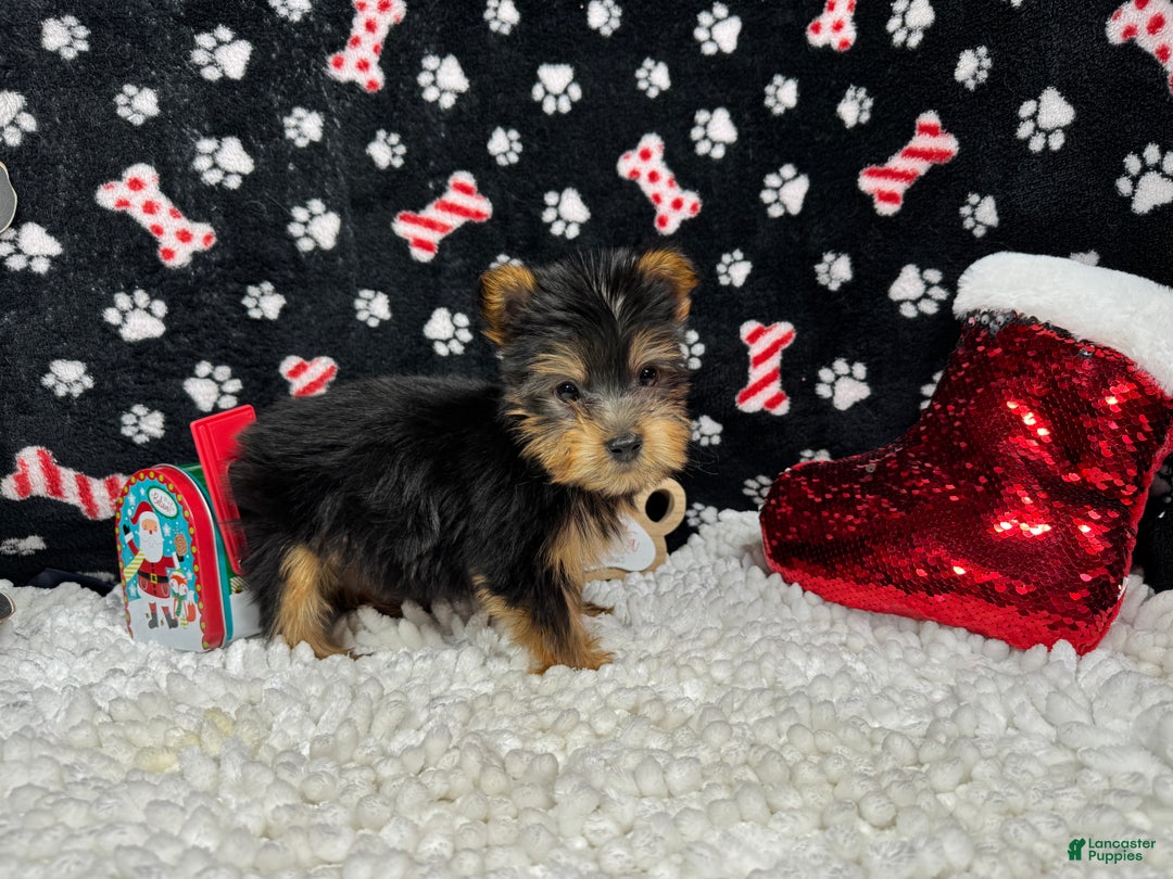 Yorkshire Terrier dogs for sale: Yorkshire Terrier Puppy 2 - Ad 3