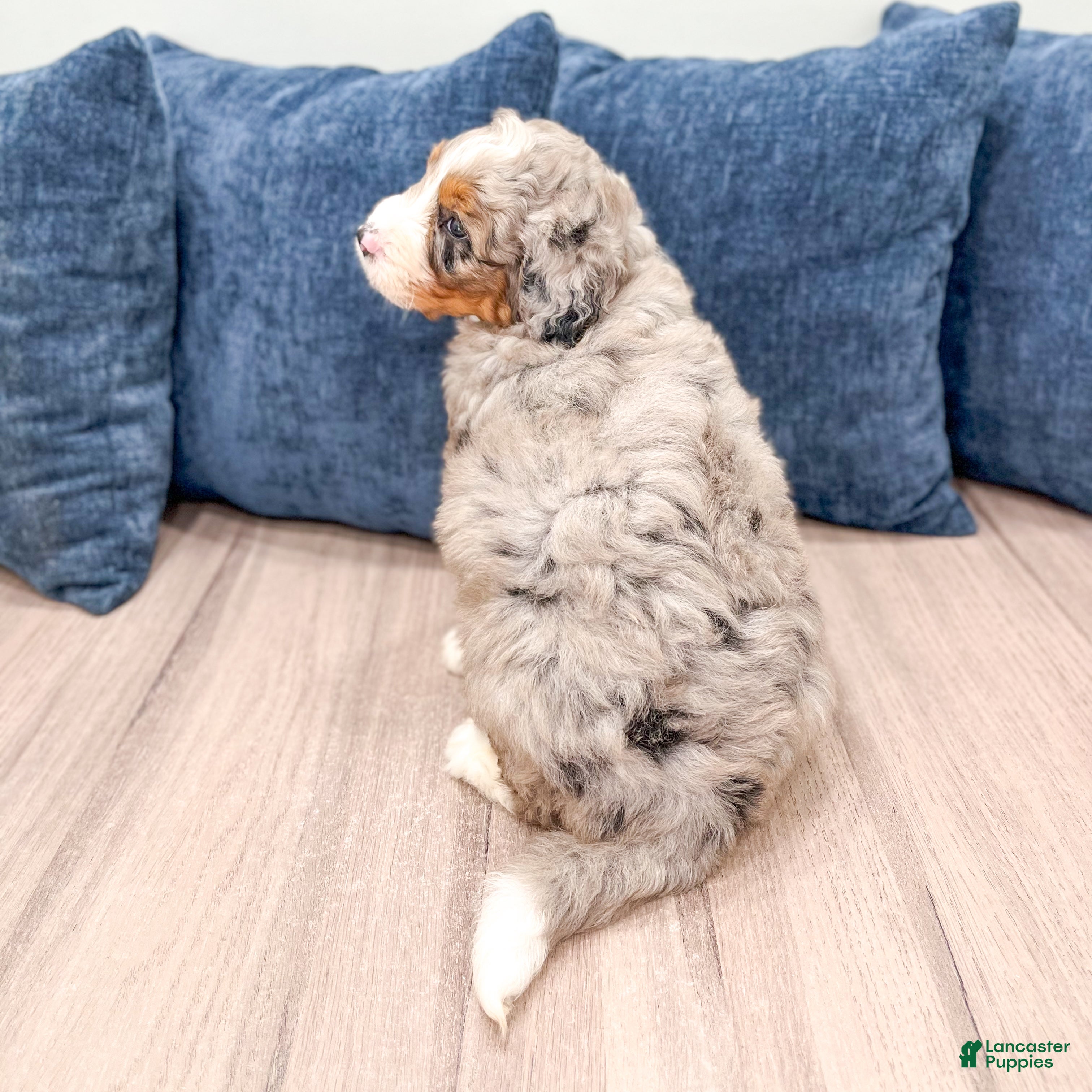 Mini Bernedoodle dogs for sale: Benji - Ad 5