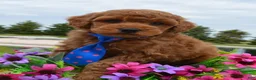 Mini Goldendoodle dogs for sale: Mini George - Ad 10