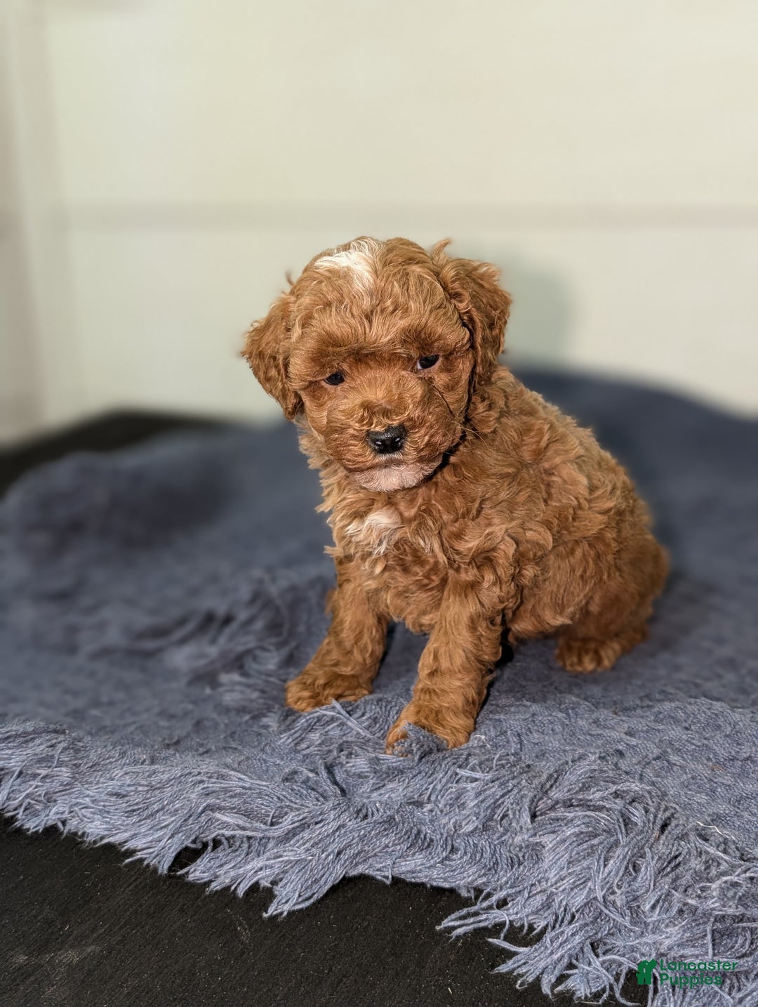 Toy Poodle dogs for sale: Snickerdoodle  - Ad 5