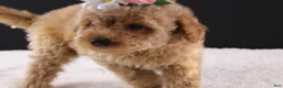 Shihpoo dogs for sale: Blossom - Ad 5