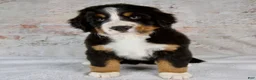 Bernese Mountain Dog dogs for sale: Renae - Ad 5