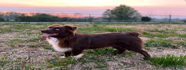 Lyra