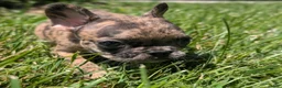 French Bulldog dogs for sale: French Fries - Ad 9