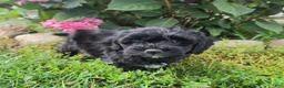 Shihpoo dogs for sale: Wyatt - Ad 3
