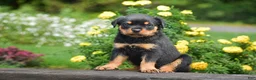 Rottweiler dogs for sale: Royal - Ad 3