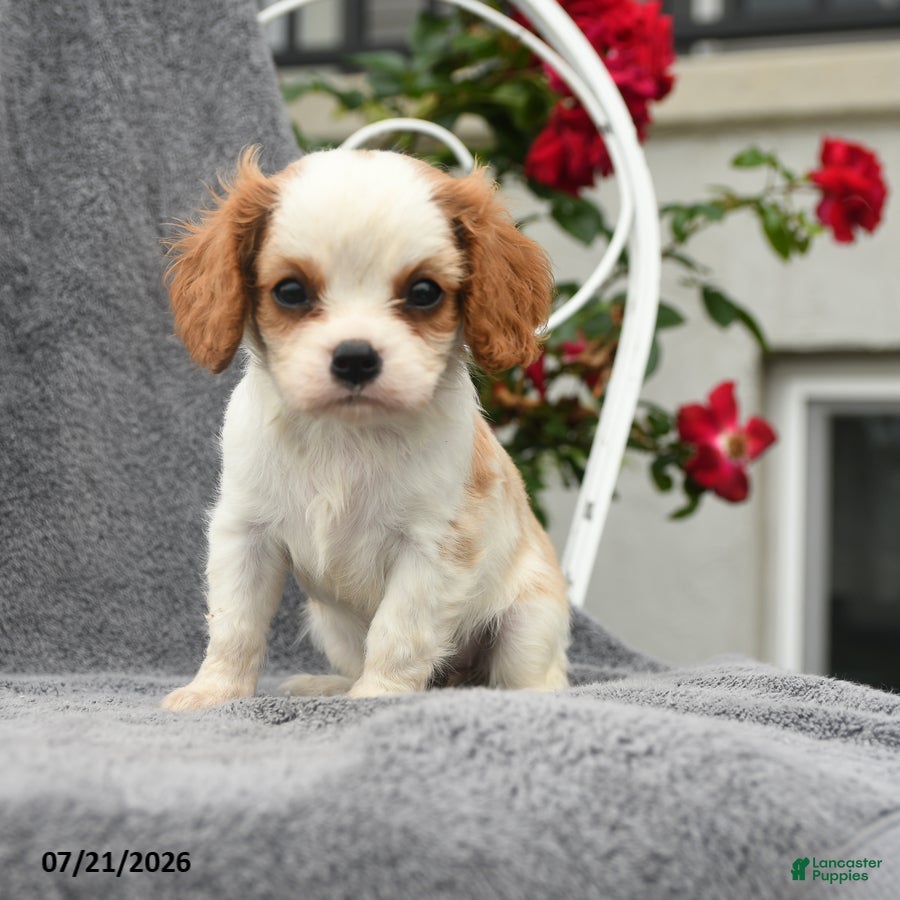 Cavalier King Charles Spaniel dogs Scarlett - Ad 1