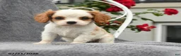 Cavalier King Charles Spaniel dogs for sale: Scarlett - Ad 1