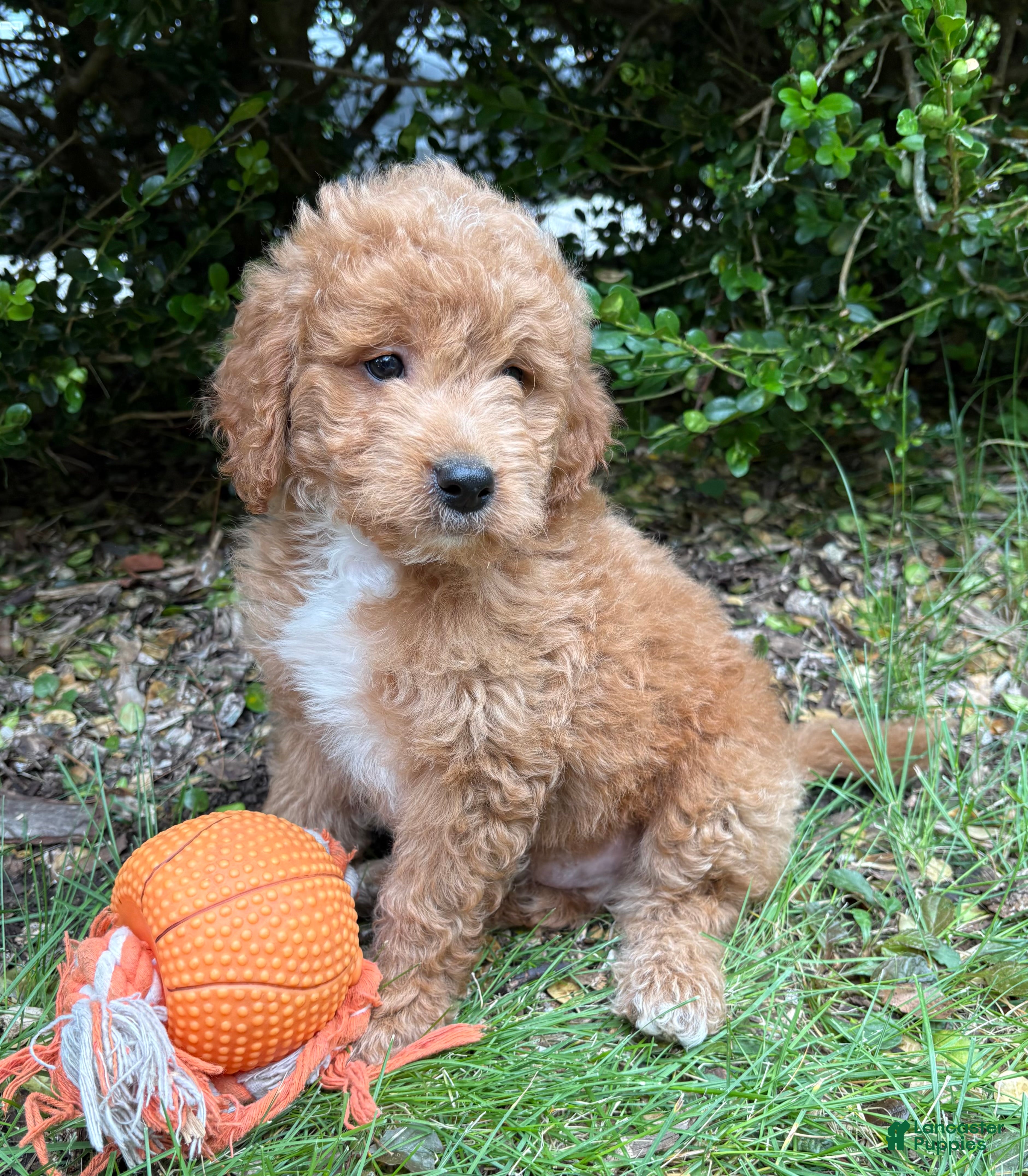 Mini Goldendoodle dogs Bennet - Ad 2