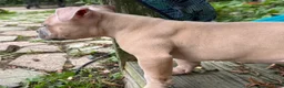 American Bully dogs for sale: American Bully 1 - Ad 5